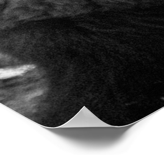 Moody Bison Buffalo Schwarz-weiß Poster (Ecke)