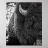 Moody Bison Buffalo Schwarz-weiß Poster (Vorne)