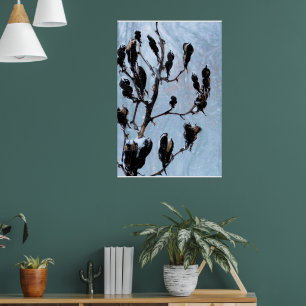 Moody Blues Nature Pods Poster