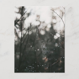 Moody Forest Dew Spider Web Postkarte