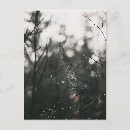 Moody Forest Dew Spider Web Postkarte (Vorderseite)