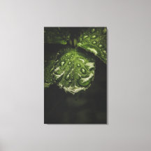 Moody Morning Dew Canvas Druckkunst