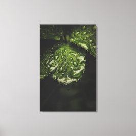 Moody Morning Dew Canvas Druckkunst Leinwanddruck