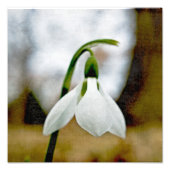 Moody Snowdrop Fotodruck (Vorne)