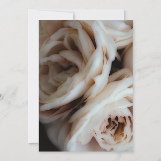 Moody Soft Pink Roses Elegant Minimale Hochzeit Einladung (Rückseite)