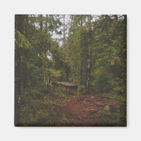 Moody Swedish Forest