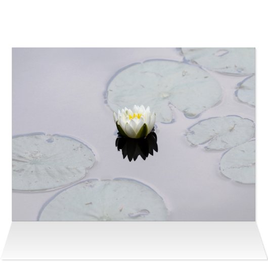Moody Water Lily (Innenansicht Horizontal (Oben))