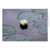 Moody Water Lily (Vorderseite (Horizontal))