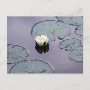 Moody Water Lily Postkarte