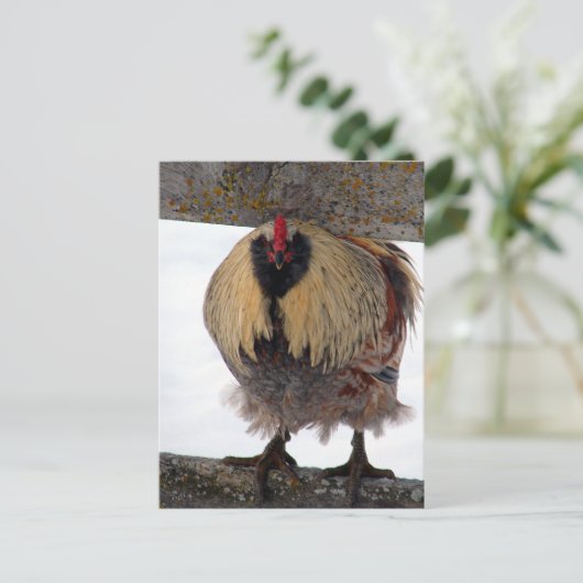 Moody Winter Rooster Postkarte (Stehend Vorderseite)