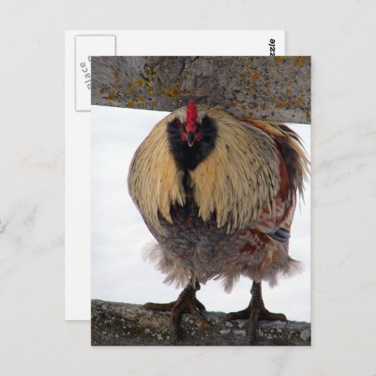Moody Winter Rooster Postkarte (Vorne/Hinten)