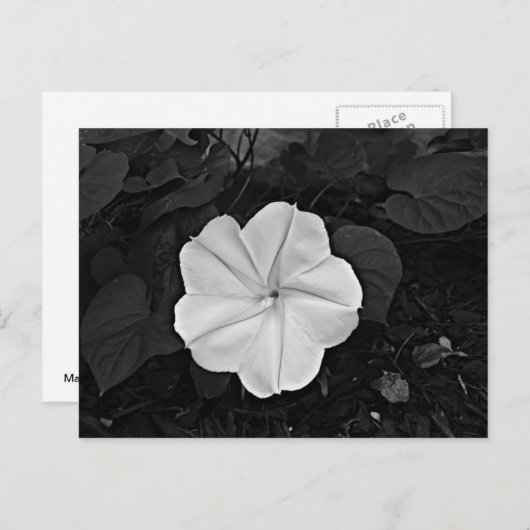 Moon Blume Postkarte (Vorne/Hinten)