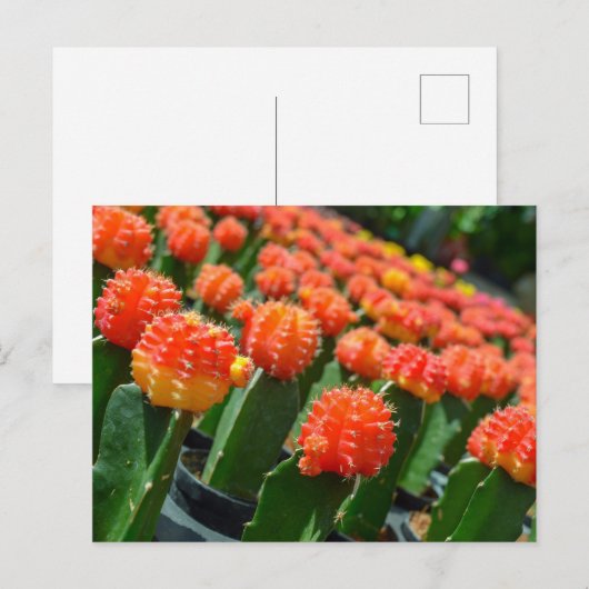 Moon Cactus Postkarte (Vorne/Hinten)