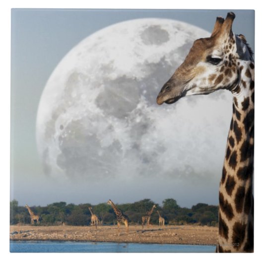 Moon das Steigen über eine Gruppe der Giraffe in Fliese (Vorderseite)
