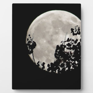 Moon hinter dunklen Blätter Fotoplatte