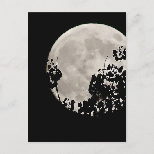 Moon hinter dunklen Blätter Postkarte (Vorderseite)