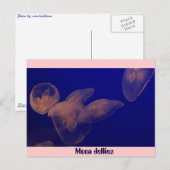 Moon Jellfish, Moon Jellies Postkarte (Vorne/Hinten)