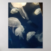 Moon Jellies Poster (Vorne)