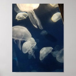 Moon Jellies Poster