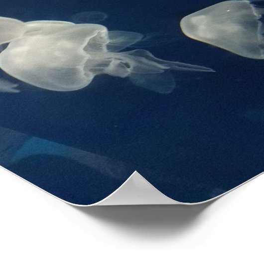 Moon Jellies Poster (Ecke)