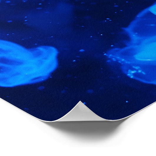 Moon Jelly Fish Poster (Ecke)