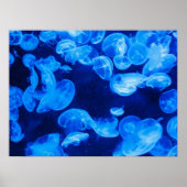 Moon Jelly Fish Poster (Vorne)