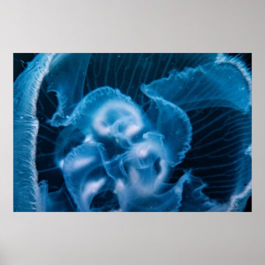 Moon Jelly Poster (Vorne)