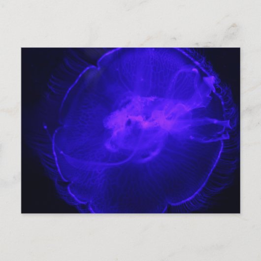 Moon Jellyfish # 26 Postkarte (Vorderseite)
