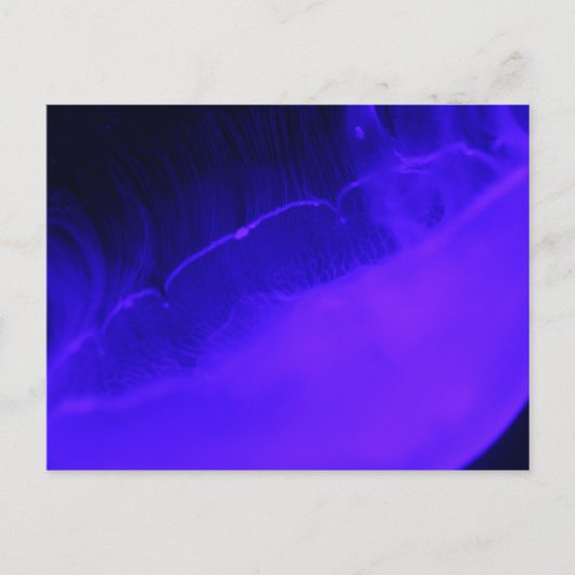 Moon Jellyfish # 28 Postkarte (Vorderseite)