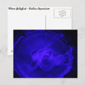 Moon Jellyfish # 2 Postkarte (Vorne/Hinten)