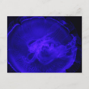 Moon Jellyfish # 2 Postkarte