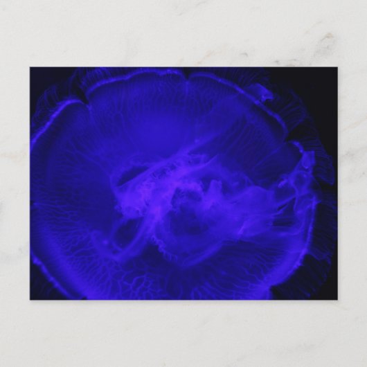 Moon Jellyfish # 2 Postkarte (Vorderseite)