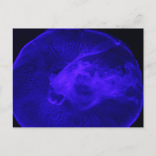 Moon Jellyfish # 30 Postkarte
