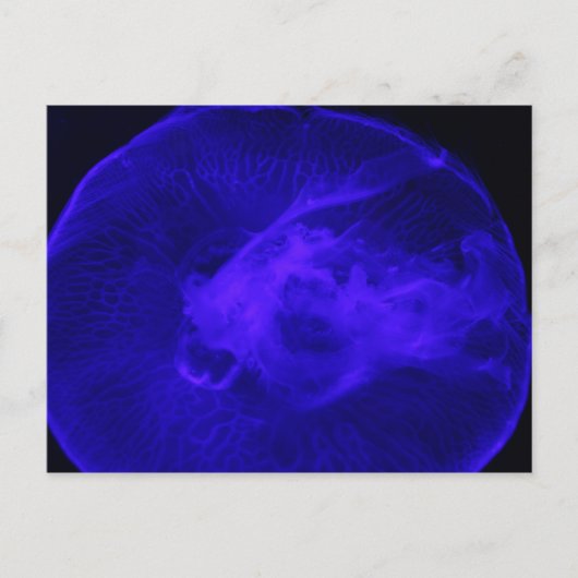 Moon Jellyfish # 30 Postkarte (Vorderseite)