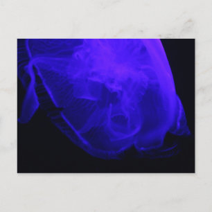 Moon Jellyfish # 3 Postkarte