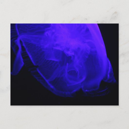Moon Jellyfish # 3 Postkarte (Vorderseite)