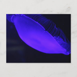 Moon Jellyfish # 5 Postkarte