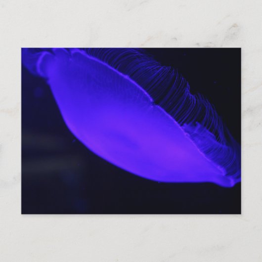Moon Jellyfish # 5 Postkarte (Vorderseite)