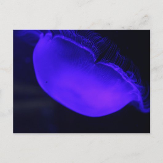 Moon Jellyfish # 6 Postkarte (Vorderseite)