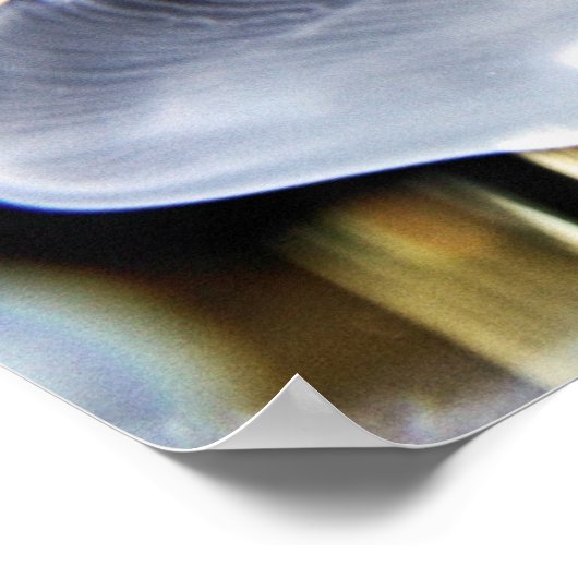 Moon Jellyfish Poster (Ecke)