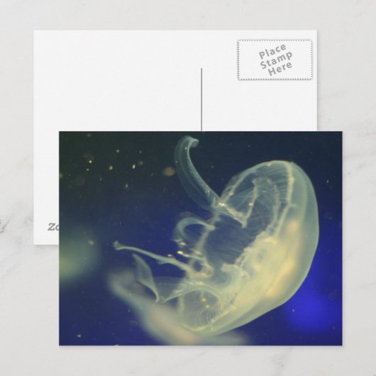 Moon Jellyfish Postkarte (Vorne/Hinten)