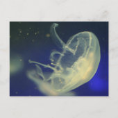 Moon Jellyfish Postkarte (Vorderseite)