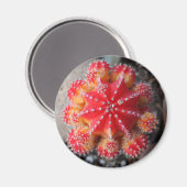Moon-Kaktus-Magnet Magnet (Vorderseite/Rückseite)