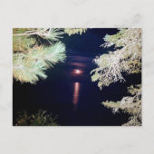 Moon Through the Pines of Big Bay 2023 Postcard Postkarte (Vorderseite)