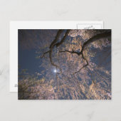 Moon über Kirschblüten Postkarte (Vorne/Hinten)