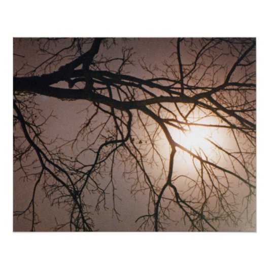 Moonlight Dream Poster (Vorderseite)