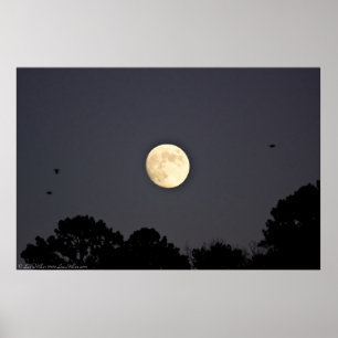 Moonlight Flight Posters Poster