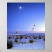 Moonlight Yucca Poster (Vorne)