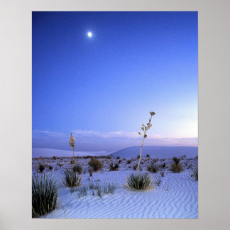 Moonlight Yucca Poster