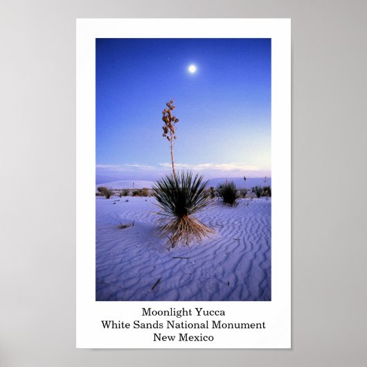 Moonlight Yucca Poster (Vorne)